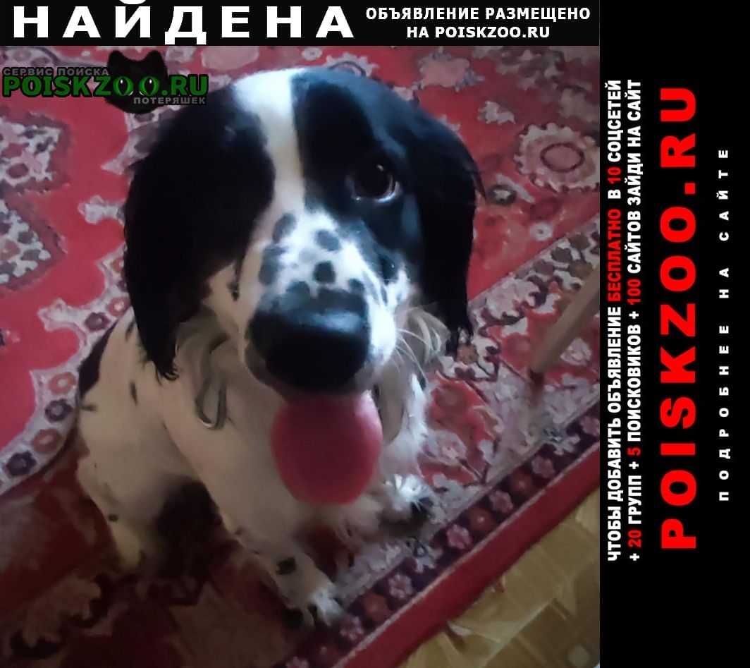 Найдена собака кобель на пл. батенькова Томск
