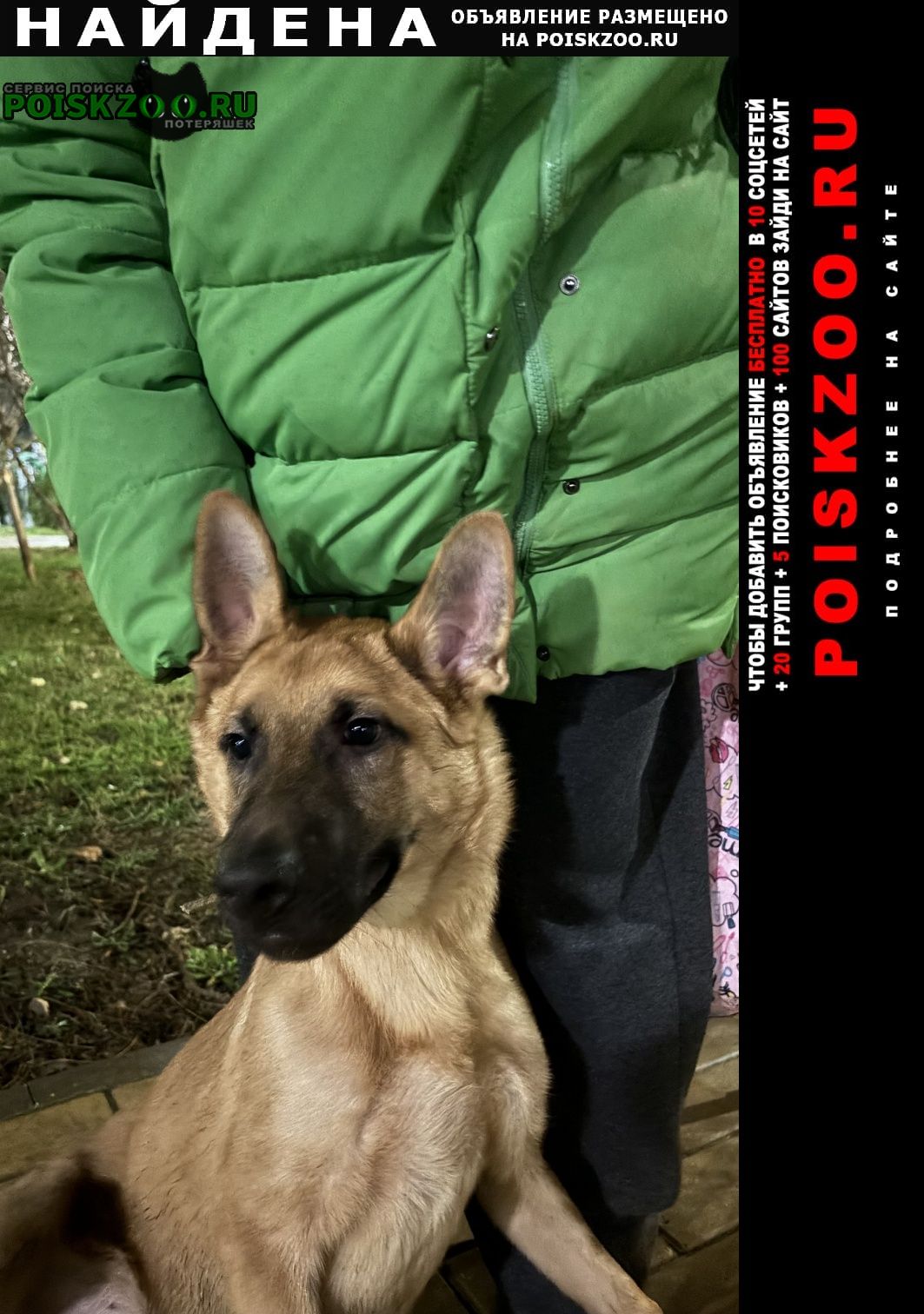 Найдена собака кобель щенок, кобель Севастополь