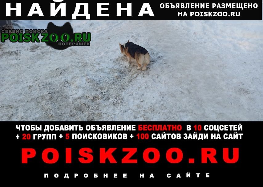 Найдена собака бегает в районе калинина - ньютона Ярославль