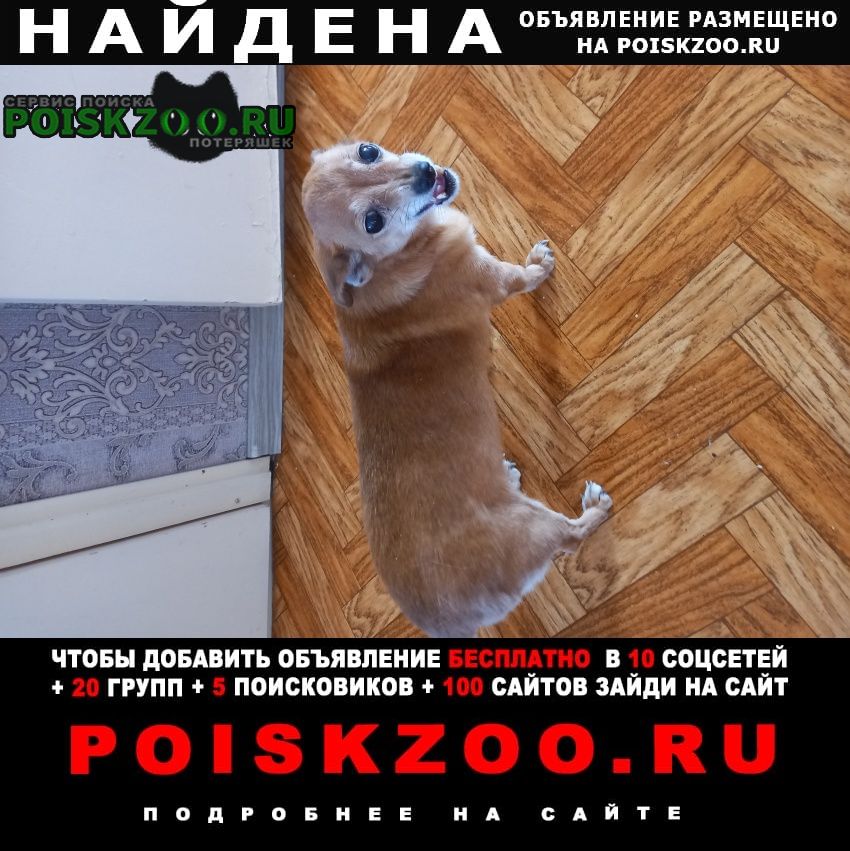 Найдена собака, девочка шарыпово (красноярский край)