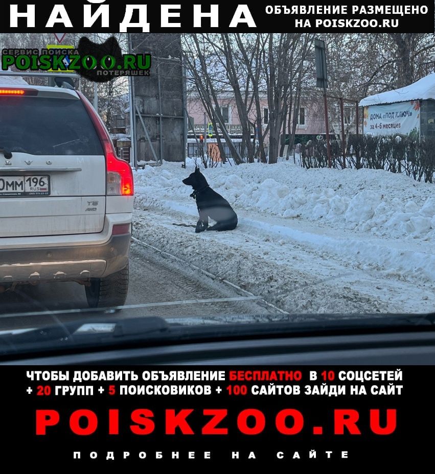 Найдена собака черная овчарка с намордником замечена Ревда (Свердловская обл.)