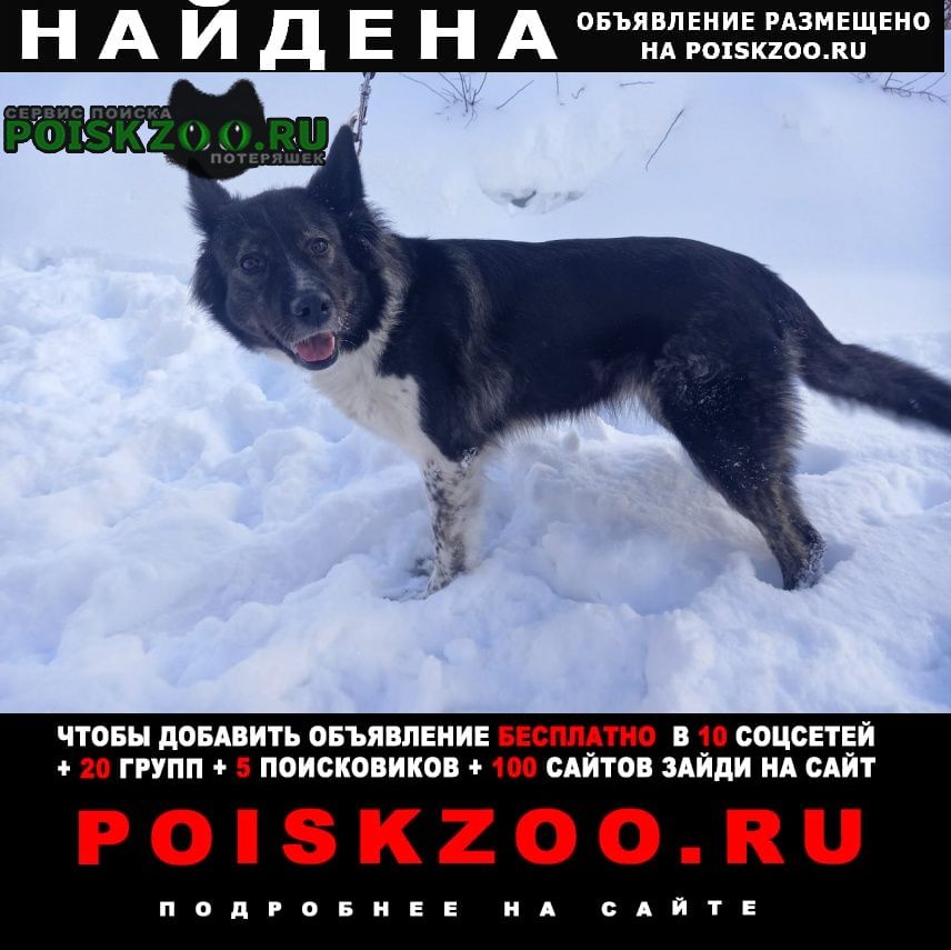 Найдена собака метис, девочка, примерно 3 года Пушкино