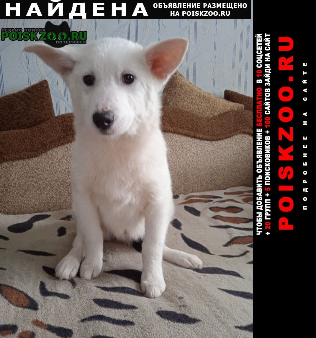 Найдена собака кобель на один щенок был шестнадцатого числа ма Нижний Новгород