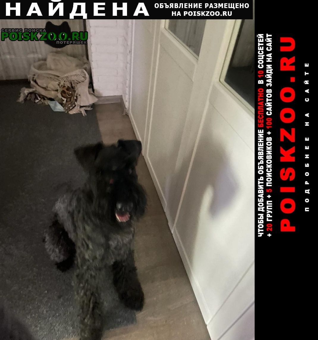 Найдена собака кобель керри блю терьер Москва