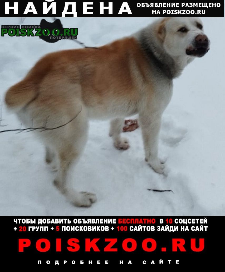 Найдена собака алабай девочка в перхушково Одинцово