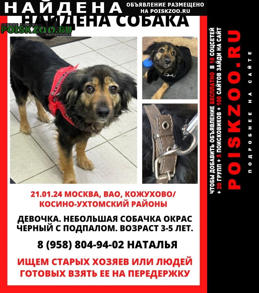 Найдена собака ищем хозяина Москва