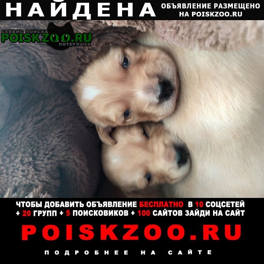 Найдена собака ы щенки с собакой в лесу Севастополь