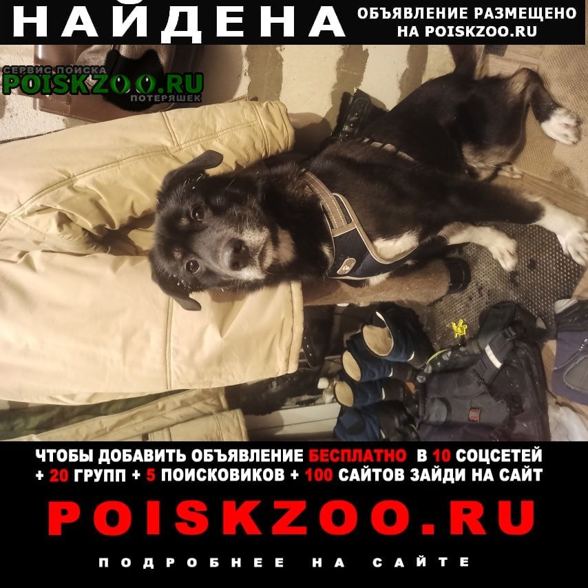 Найдена собака кобель в шлейке Нижний Новгород