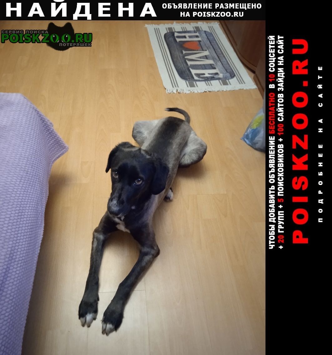 Найдена собака кобель ищу хозяина Москва
