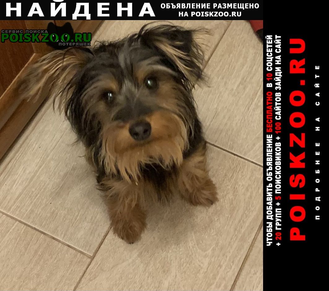Найдена собака кобель йорк Краснодар