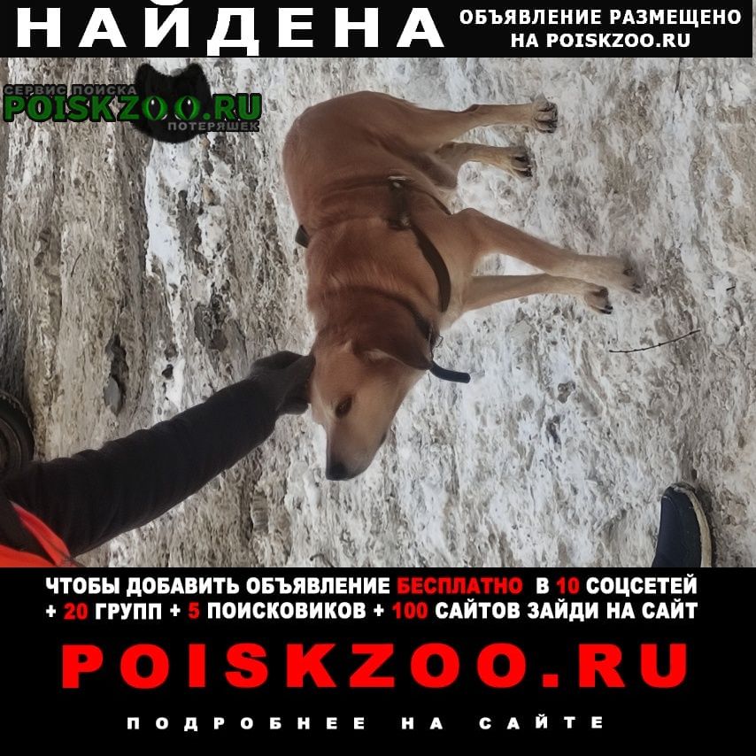 Найдена собака кобель встретила собаку с поводком возле детско Саратов