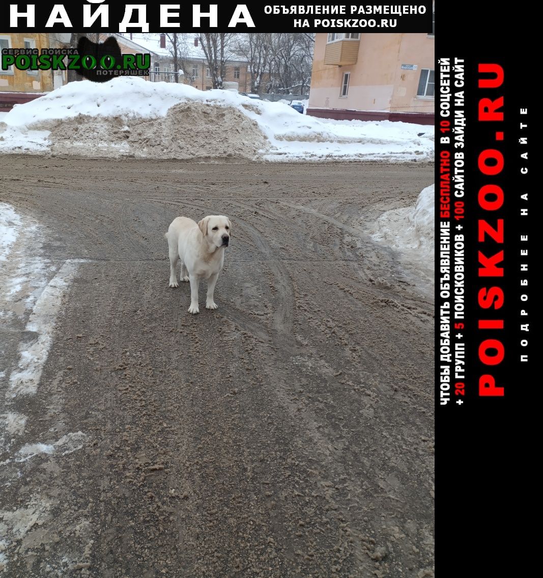 Найдена собака кобель лабрадор без ошейника был на ул. борская Нижний Новгород