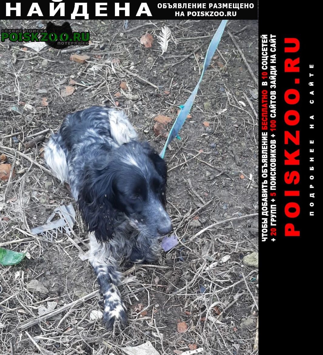 Найдена собака спаниель охотничий Павловская