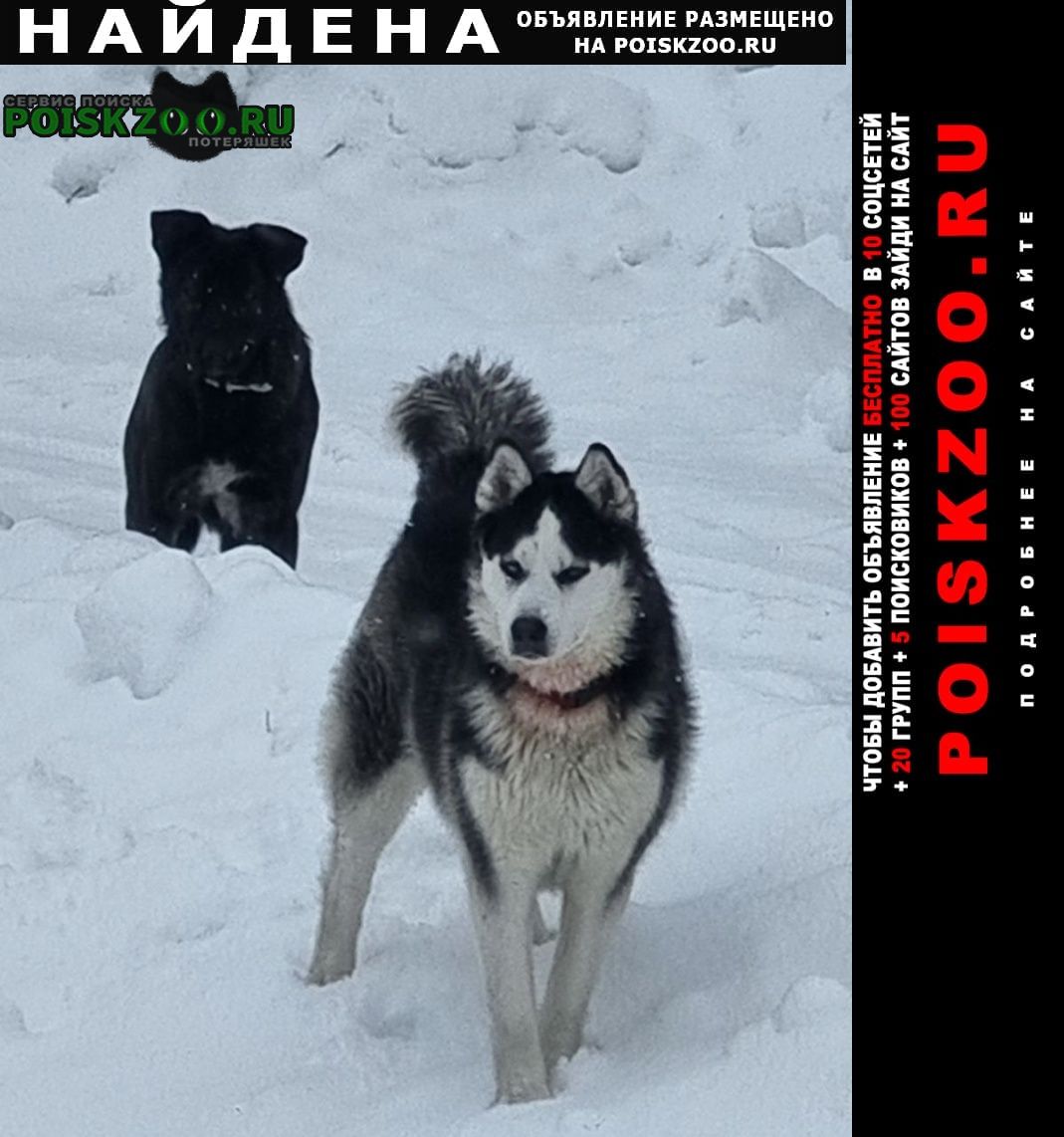 Найдена собака кобель две собаки: хаски и дворняга Заокский