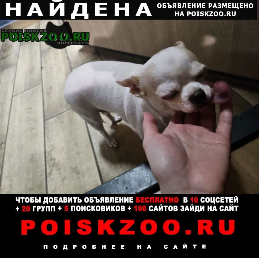 Найдена собака василеостровский район Санкт-Петербург