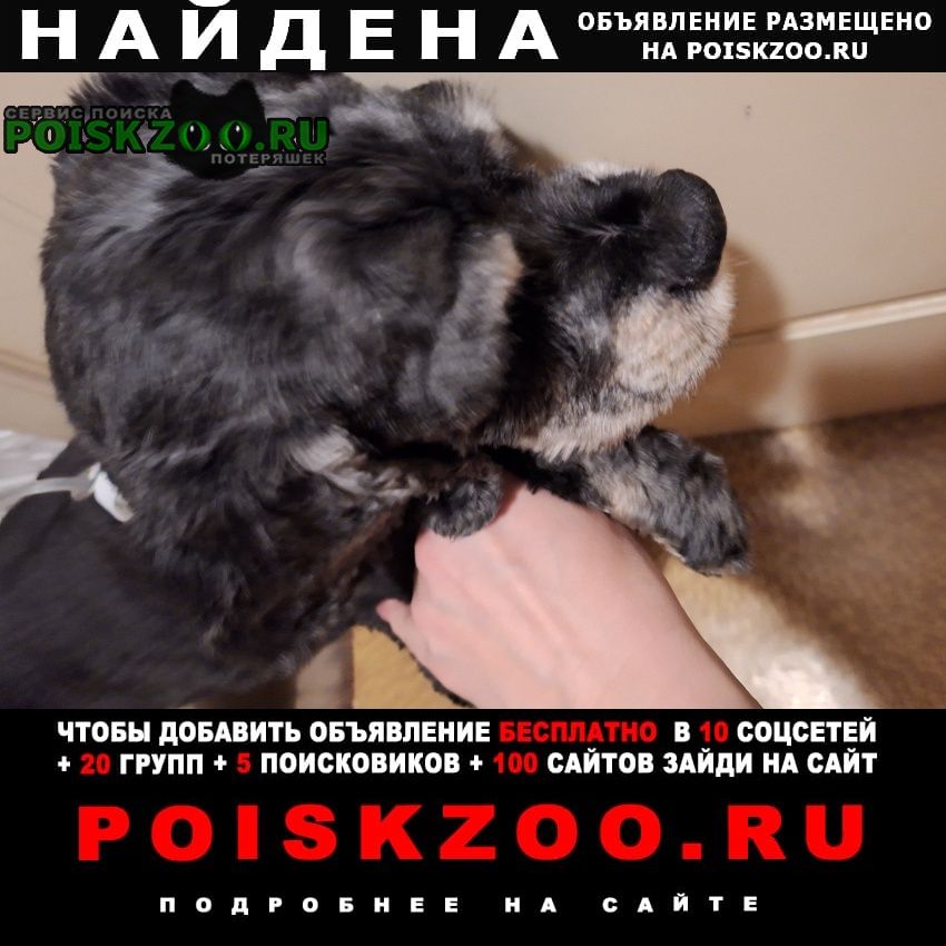 Найдена собака кобель срочно ищем хозяев Москва
