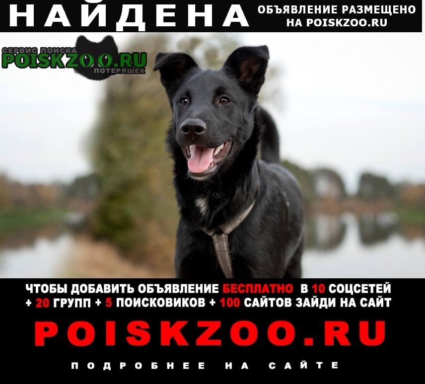 Найдена собака Павловский Посад