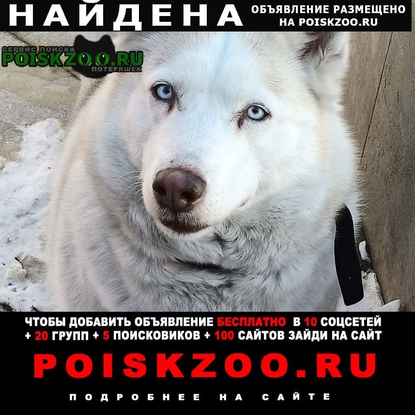 Найдена собака хаски Иркутск
