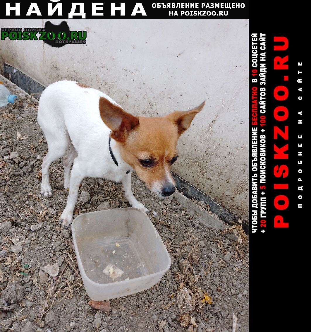 Славянск-на-Кубани Найдена собака нашли собачку