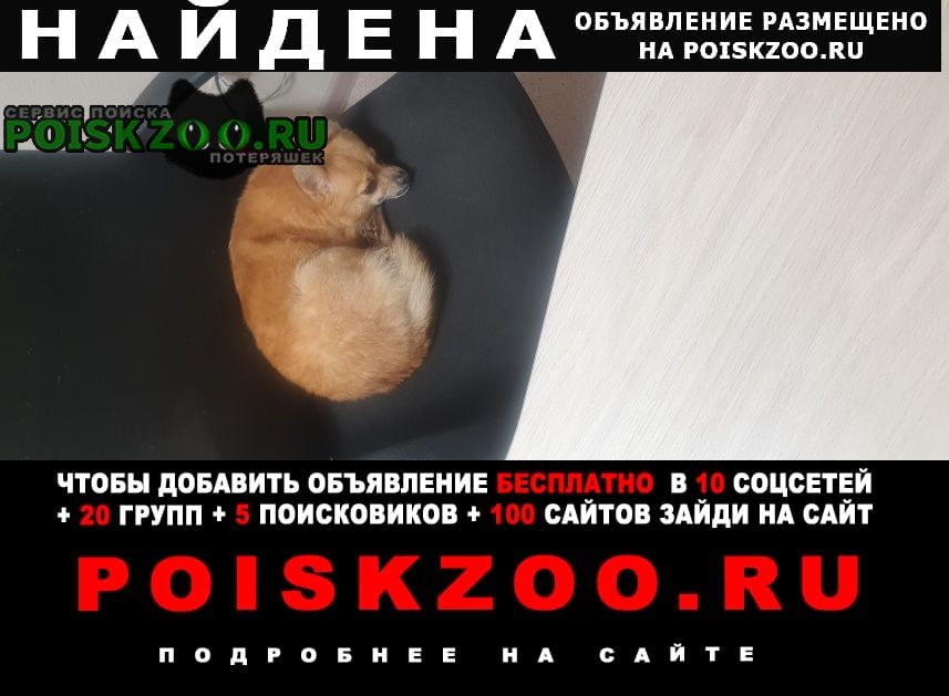 Найдена собака девочка рыжего цвета в центре Красноярск