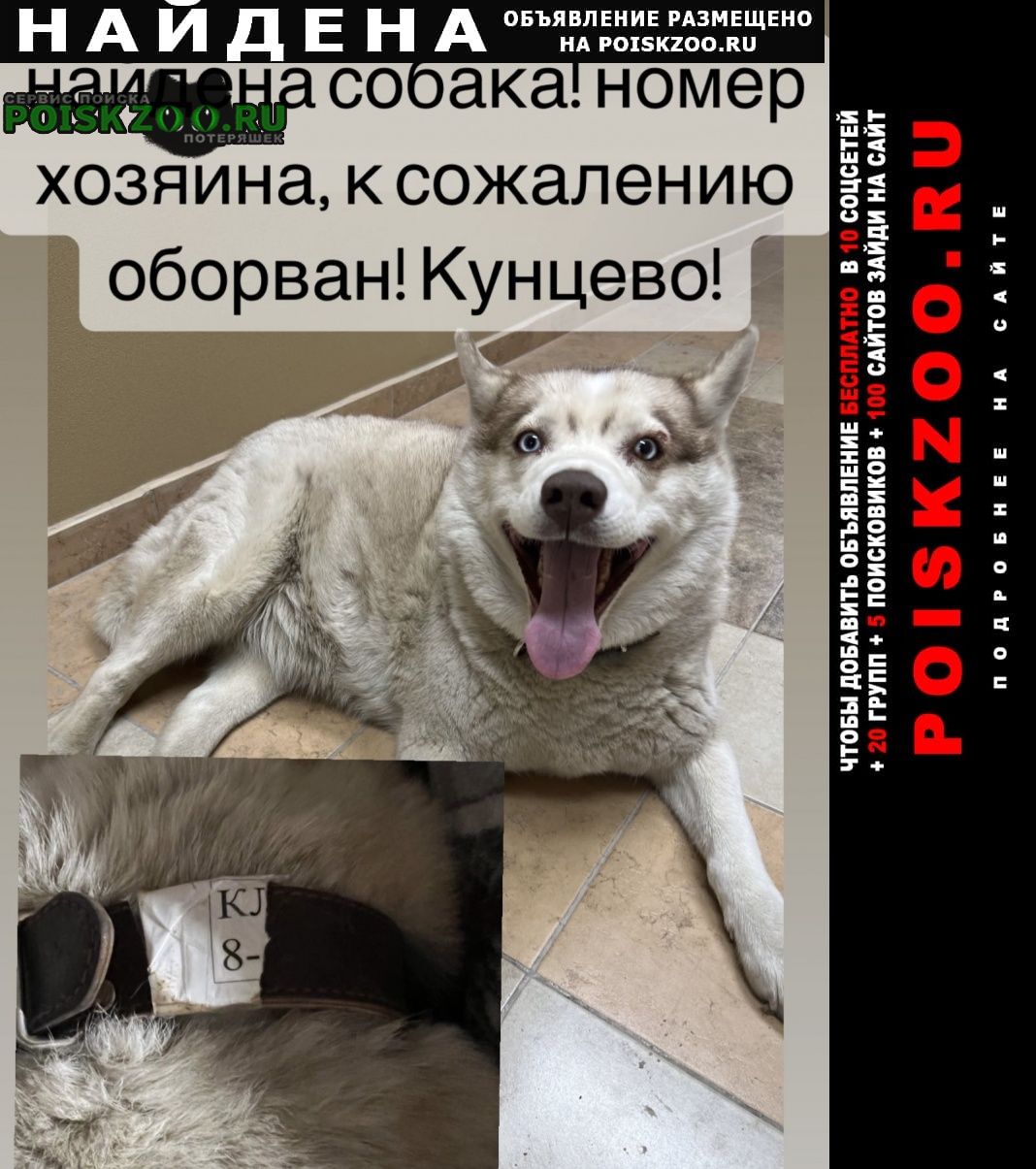 Найдена собака кунцево Москва
