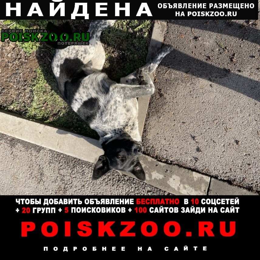 ���� ������� ������ ������