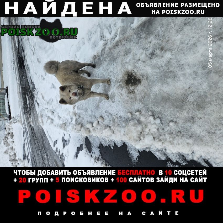 ���� ������� ������