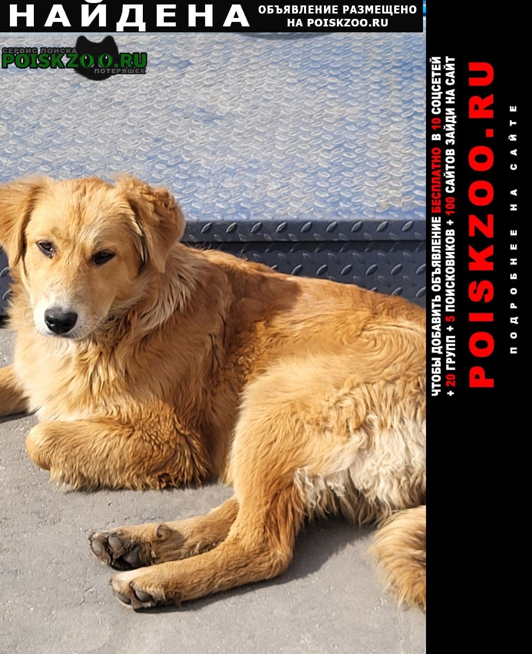 ���� ������� ������ �����