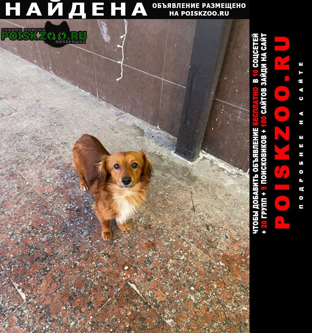 Найдена собака бегает у д. 79 по ул. Чехов