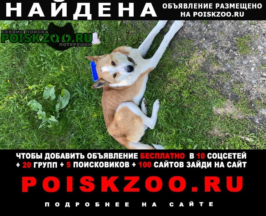Найдена собака кобель Воскресенск