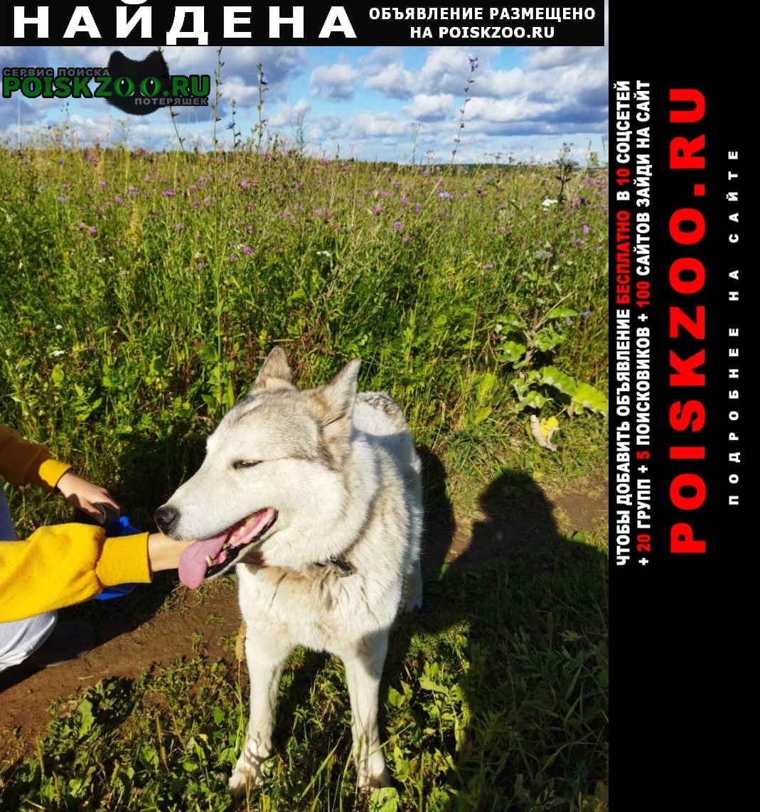 Найдена собака июль Боровск