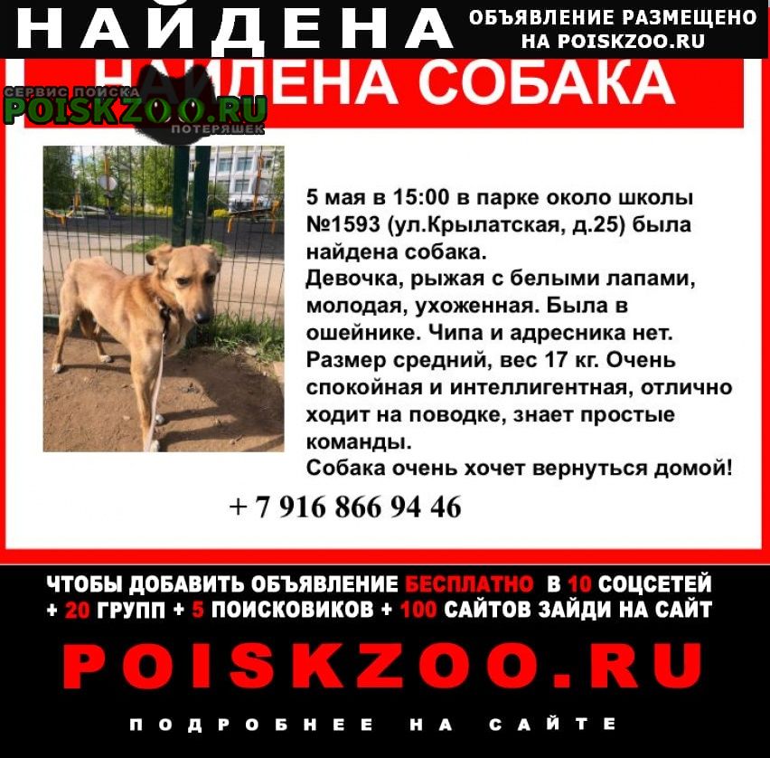 Найдена собака в крылатском Москва