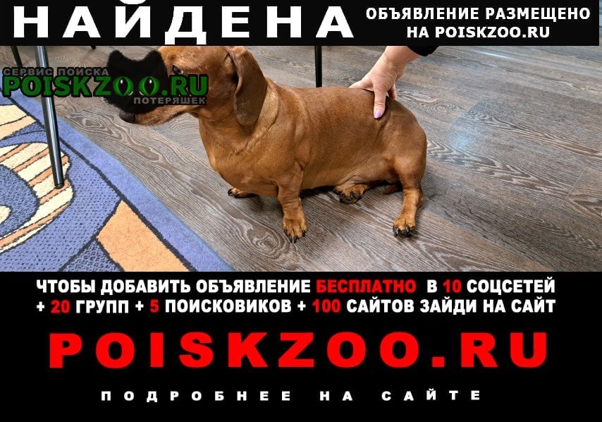 Найдена собака кобель Хабаровск