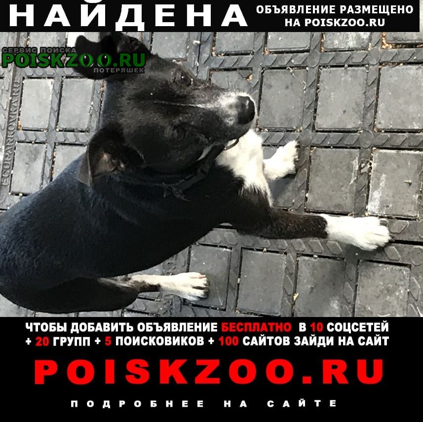 Найдена собака кобель в районе музыкального фонтана Калининград (Кенигсберг)