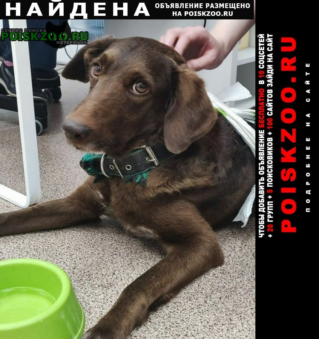 Найдена собака кобель коричневый Новосибирск