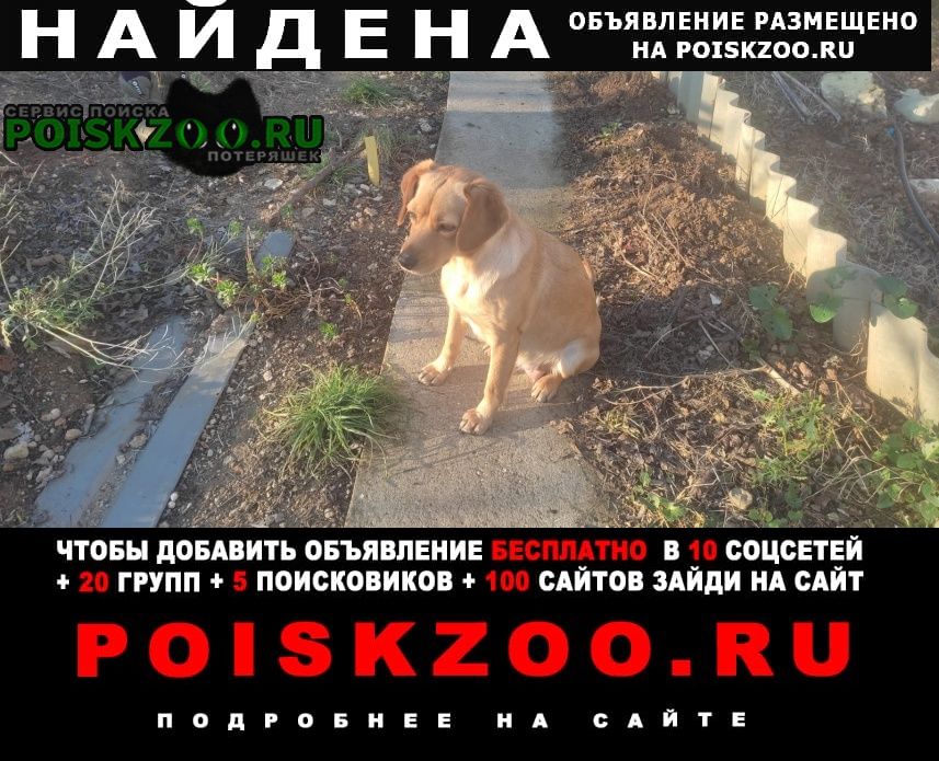 Найдена собака срочно ищем хозяев Севастополь