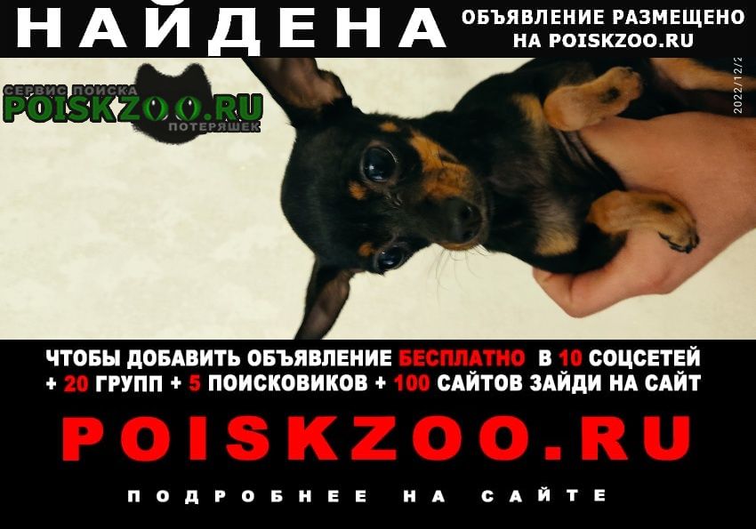 Найдена собака Севастополь