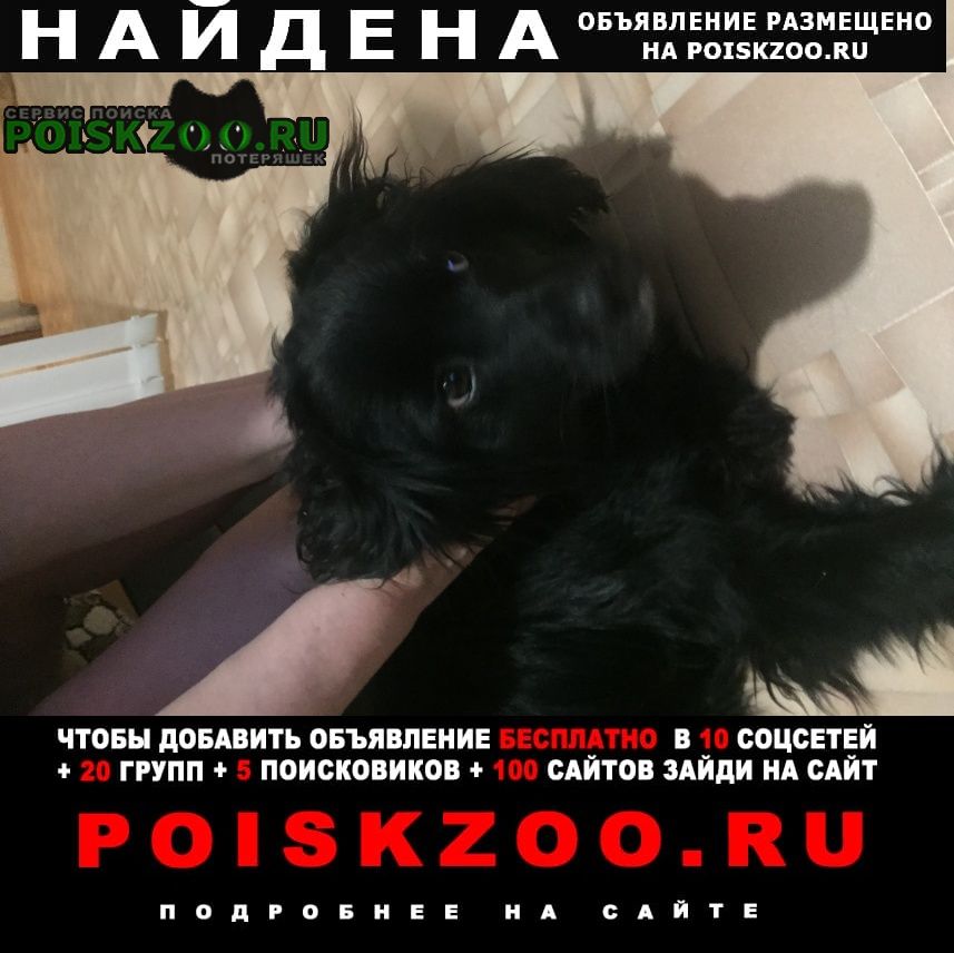 Найдена собака девочка спаниель на улице Ульяновск