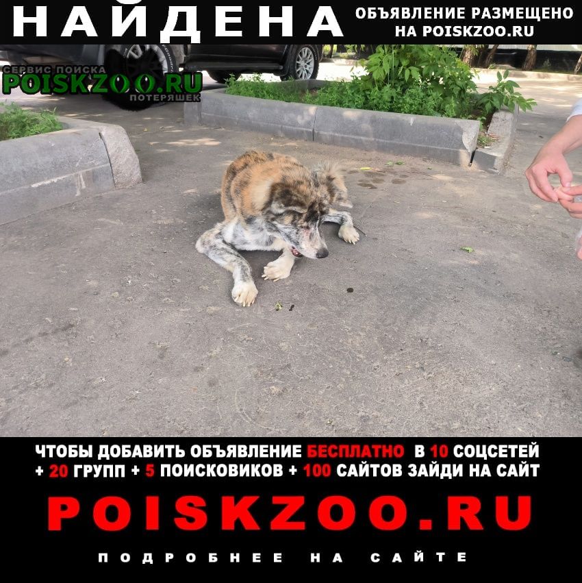 Найдена собака кобель пёс акита-ину Москва