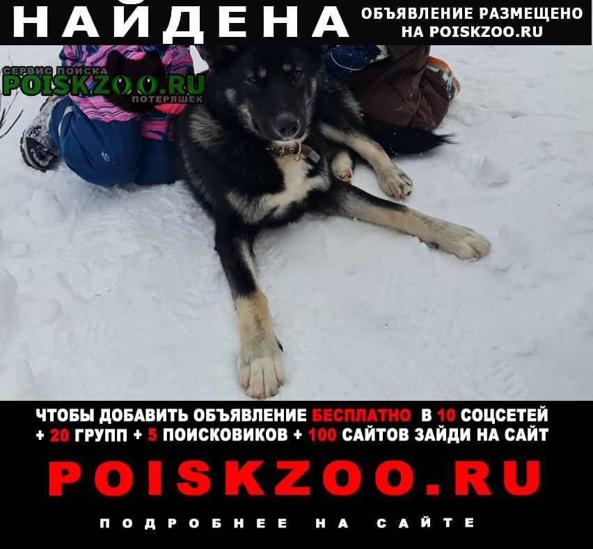 Быково (Московская обл.) Найдена собака кобель, 8-10 мес
