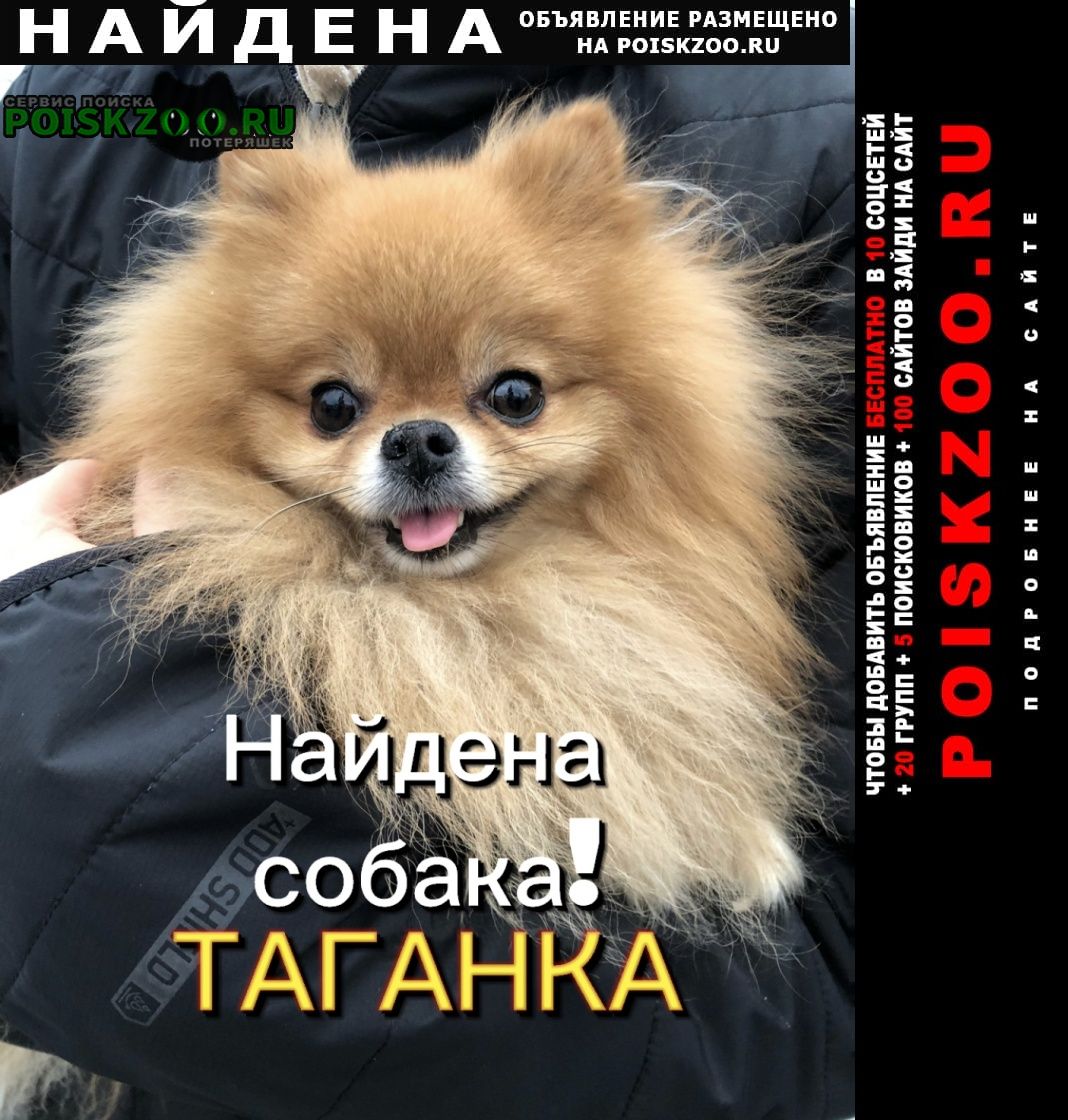 Найдена собака кобель шпиц, таганка1. 04 Москва