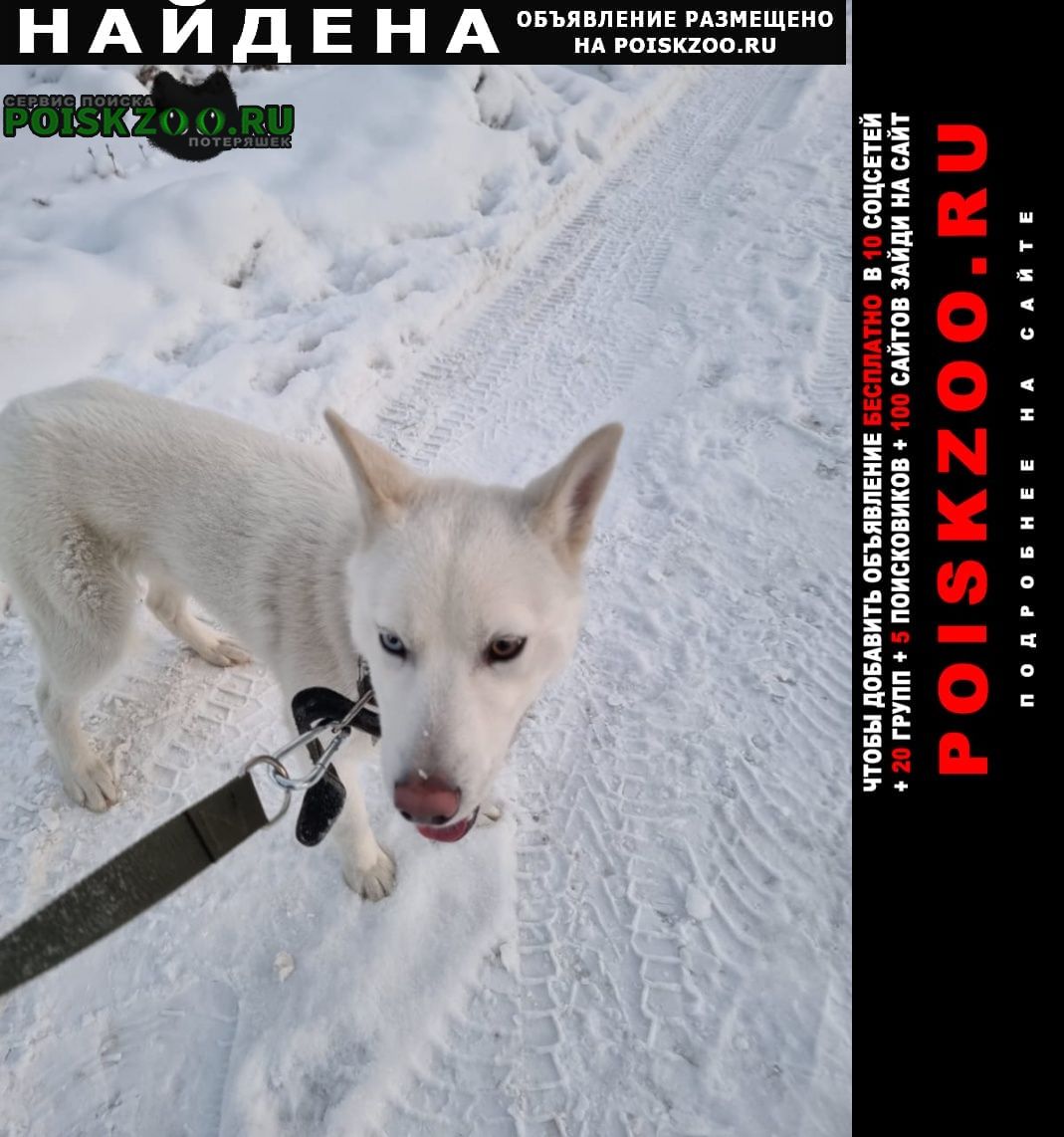 Челябинск Найдена собака кобель г, центральный район