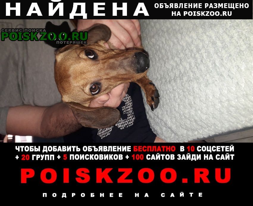 Найдена собака кобель такса Оренбург