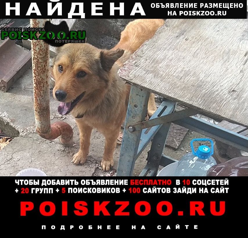Найдена собака срочно Новороссийск