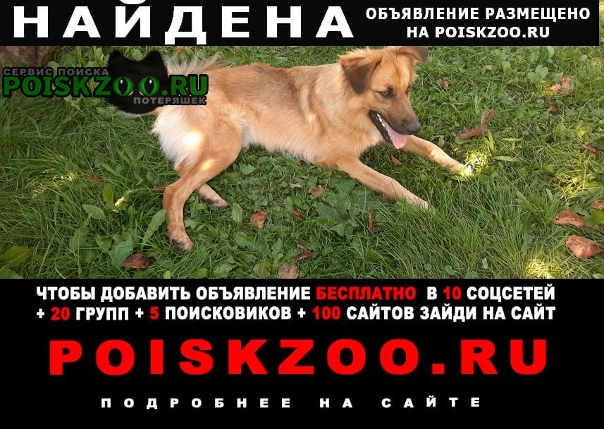 Найдена собака Малоярославец