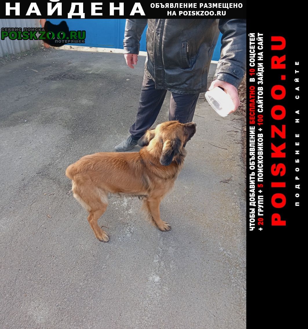 Найдена собака Покровское Ростовская обл.