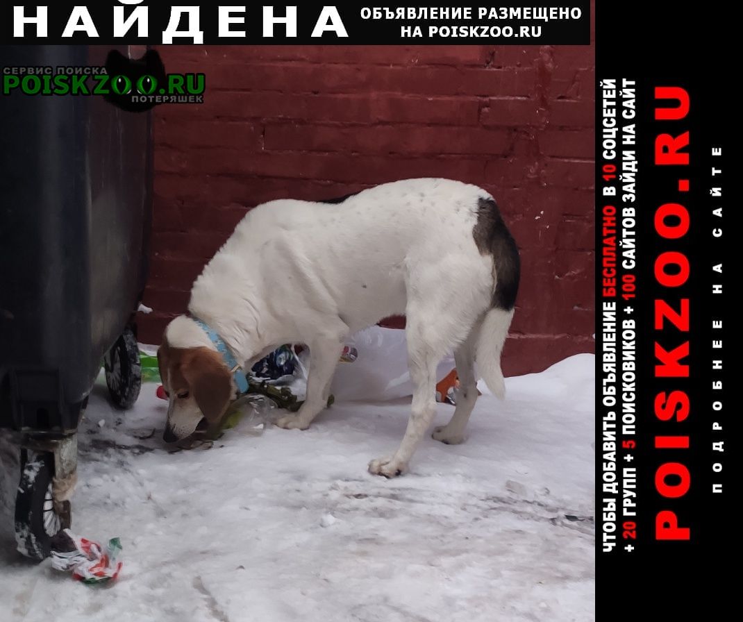 Найдена собака в районе дома 42 по сходненской бегает Москва