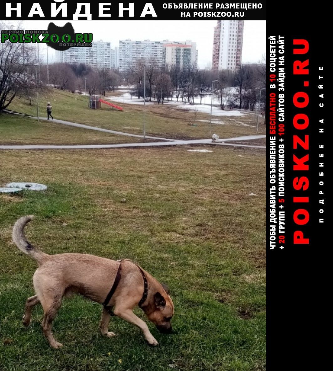 Москва Найдена собака кобель 10 апреля 11:30 утра
