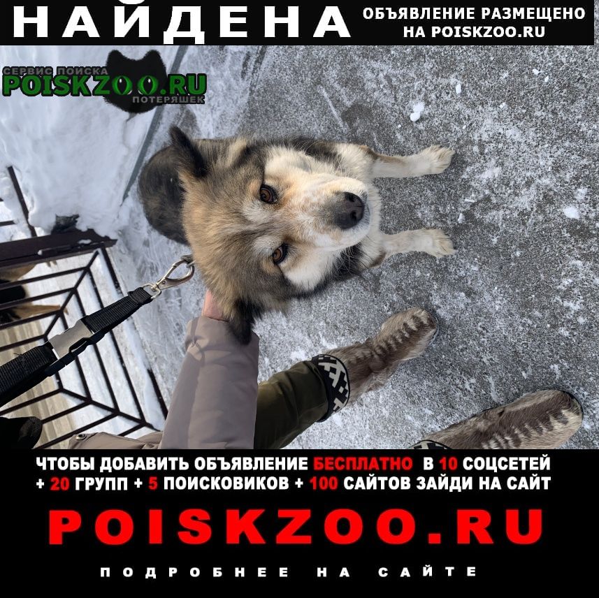 Найдена собака самка Иркутск