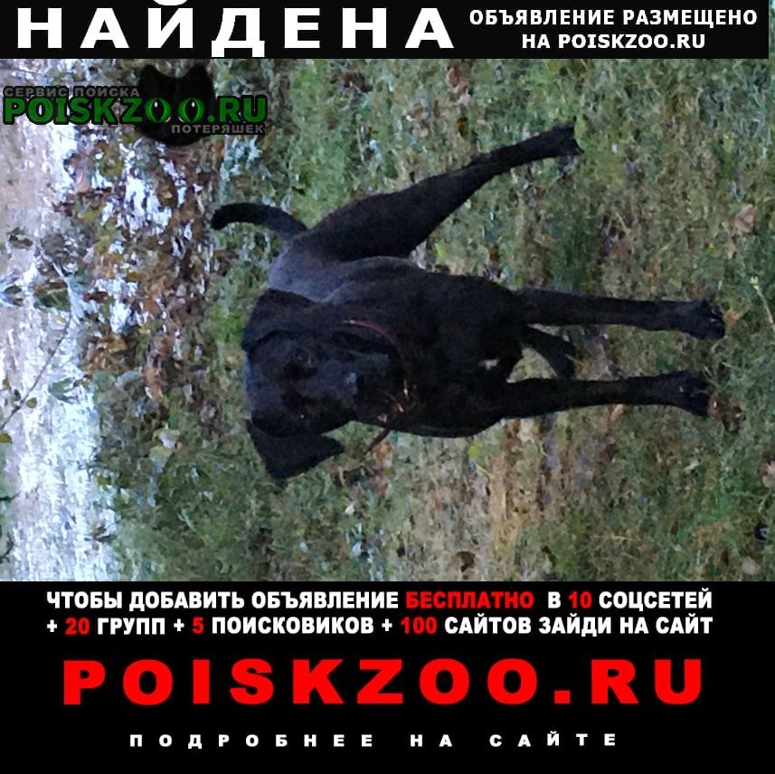 Найдена собака метис лабрадора отдадим в хорошие руки Санкт-Петербург